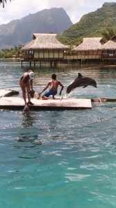 dolphin-quest-1