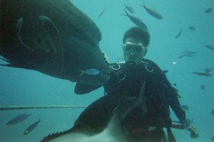 barrier-reef-diver-2