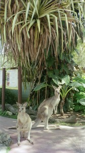 kangaroos-22