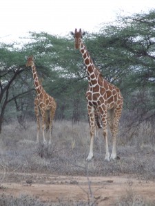 Reticulated Giraffe