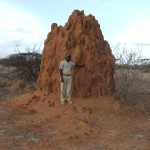 termite mound