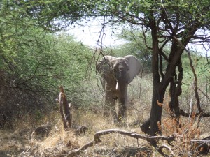 African Elephant