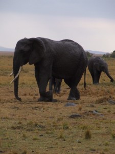 2007_1107kenya01481 African Elephant