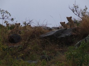 2007_1107kenya01641