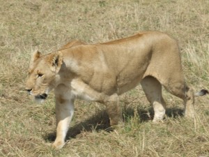 2007_1107kenya0189