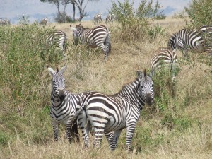 2007_1107kenya0204