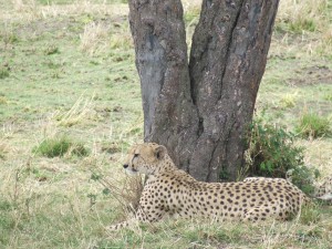 2007_1107kenya0218