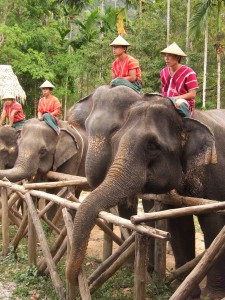 elephants with their mahouts