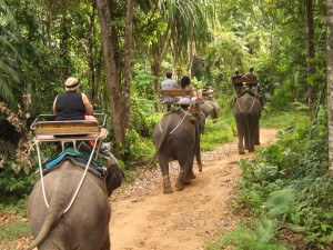 group #4, Elephant Hills