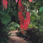 Cairns, botanic gardens 1