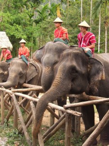 Thailand T2 FAM 440