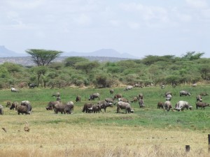 water buffalo