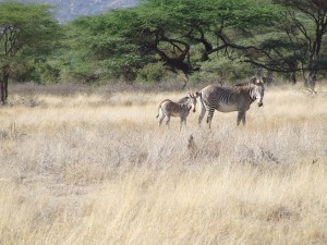 Grevy's Zebra