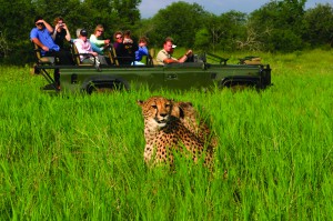 Game Drive with Cheetah Sightings (2)